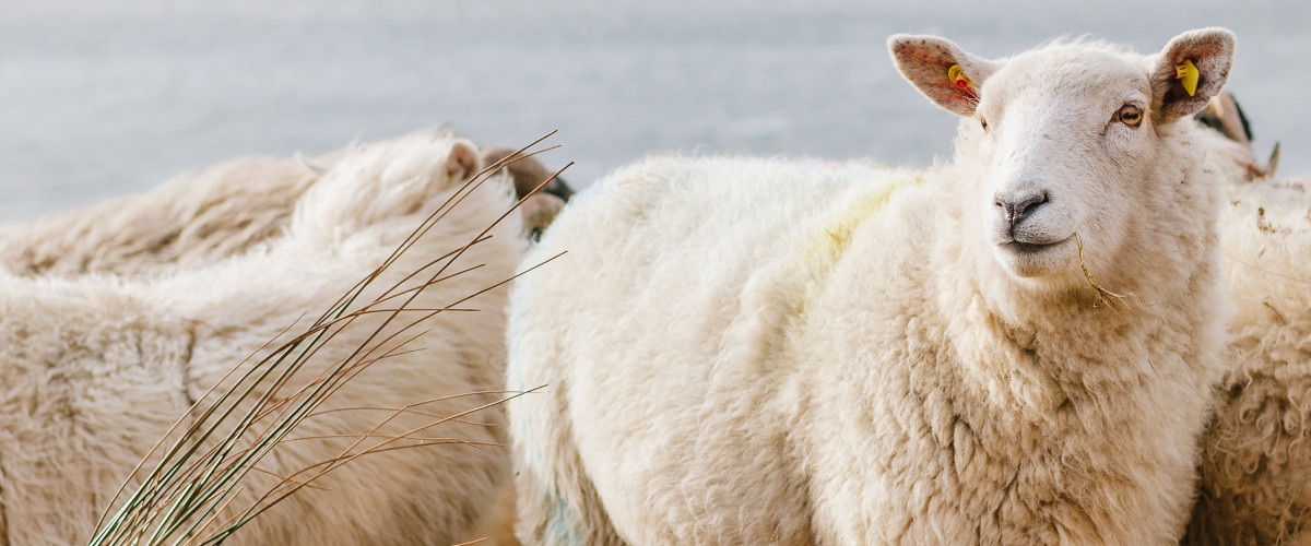 Image is not available